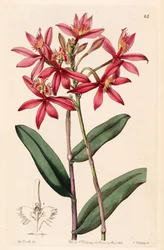 Epidendrum cinnabarinum